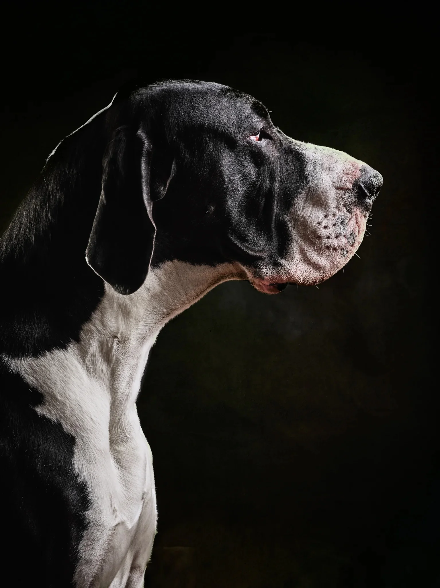 DOGS / STUDIO - klausdyba-dog-portraits-studio_00022 - PETS Photography by Klaus Dyba